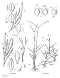 Image result for Paspalum conjugatum