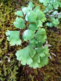 Image result for Adiantum