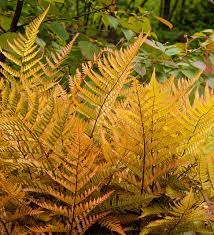 Our artificial ferns come in a variety of sizes from 12 inches to 60 inches. Great Design Plant Autumn Fern Adds Color All Year