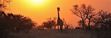 Best Time To Visit Kruger National Park Climate Chart And