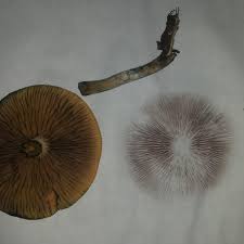 Spore Print Of What I Think Is Psilocybe Subaeruginosa Has Hollow Stem Bluish Bruising First Timer So Want To Be Sure And Need Educated Opinions R Shrooms