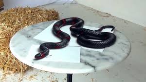 Creating 3d Drawing Like A Living Snake Steemit 112 free snake 3d models for download, files in 3ds, max, maya, blend, c4d, obj, fbx, with lowpoly, rigged, animated, 3d printable, vr, game. creating 3d drawing like a living snake