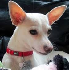 Black And White Rat Terrier Chihuahua Mix Chihuahua Terrier Mix White Dog Pictures Blog Chihuahua Terrier Mix Rat Terriers Rat Terrier Dogs