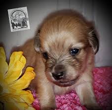 Here are some from nearby areas. Whispering Pines Farm Miniature Dachshunds Corryton Yahoo Local Search Results