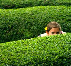 Die ruten sollten bereits ausgereift und kräftig genug sein, damit sie die lange zeit bis zur pflanzung im frühjahr überstehen. Ovalblattriger Liguster Ligustrum Ovalifolium Hecke Online Kaufen