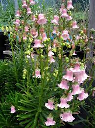 Campanula Vidalii Buy Online At Annie S Annuals Perennials Summer Blooming Flowers Flower Farmer Campanula Flowers