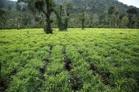 Premium stock photo of ginger plantation. 230 Ginger Plantation Photos Free Royalty Free Stock Photos From Dreamstime