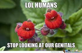 Check spelling or type a new query. 28 Very Funny Flower Meme Images Of All The Time