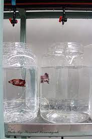 Betta Drip System Betta Fish Betta Breeding Betta