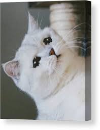 Sad Cat Crying Cat Cute Meme Canvas Print Canvas Art By Random Galaxy