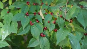 Honeysuckle is a cute flowering climbing vine. Amur Honeysuckle Why We Care Center For Earth And Environmental Science