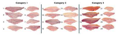 But with the right tools and techniques, skinning a catfish can be super easy. Pond Production Practices Linked To Yellow Coloration In Catfish Fillets Global Aquaculture Advocate