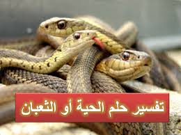 رؤية قتال الحية في المنام. ØªÙØ³ÙŠØ± Ø§Ù„Ø§ÙØ¹Ù‰ ÙÙŠ Ø§Ù„Ù…Ù†Ø§Ù… Ù…Ø§ Ù…Ø¹Ù†Ù‰ ÙˆØ¬ÙˆØ¯ Ø§Ù„Ø§ÙØ¹Ù‰ ÙÙŠ Ø§Ù„Ø­Ù„Ù… Ø­Ø¨ÙŠØ¨ÙŠ