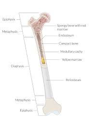 The wider section at each end of the bone is called the epiphysis (plural = epiphyses), which is filled internally with spongy bone, another type of osseous tissue. Bone Tissue Amboss