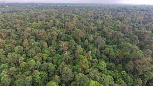 Check spelling or type a new query. Who Are Hidden Hands In Forest Reserve Degazettement Malaysia The Vibes