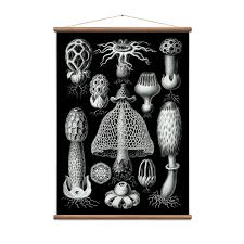 Champignons Black Vintage Educational Charts Touch Of