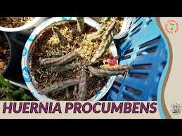 Image result for Huernia procumbens