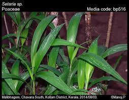 Image result for Setaria sp.