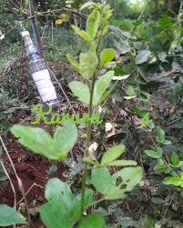 Image result for Maerua triphylla