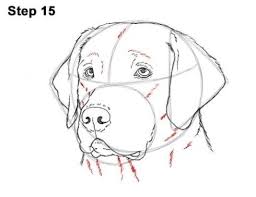 Cuban Link Dog Chain Custom Dog Chain Handmade Dog Collar Etsy Dog Drawing Tutorial Dog Sketch Animal Drawings