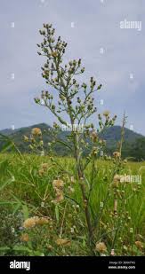 Image result for Erigeron sumatrensis