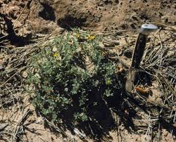 Image result for Heteropyxis dehniae