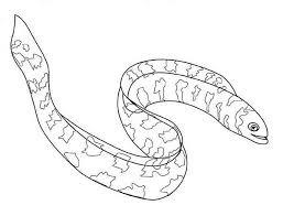Free eel animal printable coloring pages download. Long Eel Fish Coloring Page Color Luna