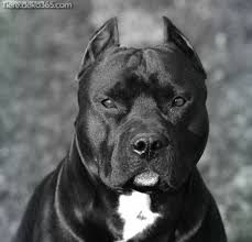 Maybe you would like to learn more about one of these? Aussergewohnlich Besten Bilder Von Schwarzen Pitbull Pitbull Terrier Bully Breeds Dogs Black Pitbull
