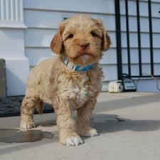 A cross between the miniature poodle and golden retriever, the mini goldendoodle gets its intelligence from both breeds, as well as the truly loving and playful personality of the golden. 1 Goldendoodle Puppies For Sale By Uptown Puppies