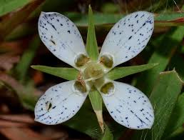 Image result for Swertia erosula