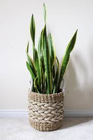 Air plants are a type of bromeliad that have no roots and absorb nutrients and water through their leaves. Over 2020 Here Are The 15 Luckiest Plants For Your Home