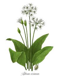Image result for Allium ursinum