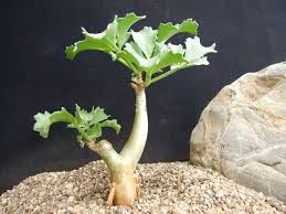 Image result for Cyphostemma barbosae