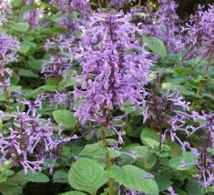 Image result for Plectranthus alboviolaceus