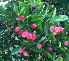 Image result for Carissa spinarum