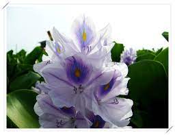 布袋蓮 一個人與花草的生活 隨意窩xuite日誌 plants flowers nature