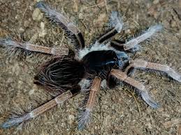 Colombian giant tarantula, colombian giant redleg (megaphobema robustum). Megaphobema Robustum Colombian Giant Redleg My Monsters