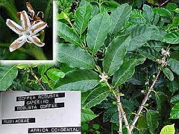 Image result for Coffea mufindiensis