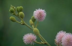 Image result for Mimosa pigra