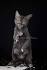 LYKOI CATS - Beeblebrox Sphynx