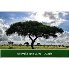 Image result for Acacia tortilis