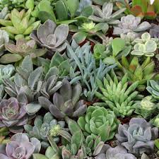 Image result for Senecio greenwayi