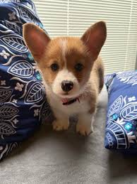 How beautiful my five babies are!!!🥰🥰🥰🥰🥰