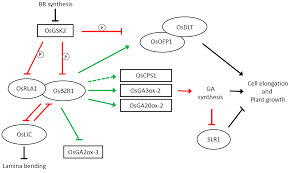Plant cell growth and elongation. Ijms Free Full Text The Role Of Brassinosteroids In Controlling Plant Height In Poaceae A Genetic Perspective Html