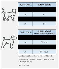 Senior Pets Animal Services