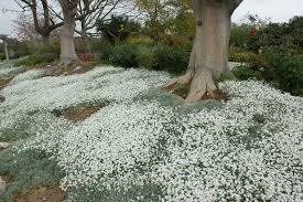 Image result for Cerastium indicum