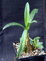 Image result for Ledebouria revoluta
