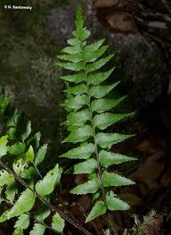 Image result for Asplenium pumilum