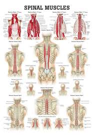 The muscles of the shoulder and back chart shows how the many layers of muscle in the shoulder and back are intertwined with the other relevant systems and muscles in adjacent areas like. Muscles Of The Spine Laminated Anatomy Chart