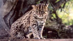‪Aquarius | Big Cat Rescue | Wild cats in the wild: Our mission, their  future.‬‏